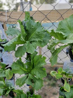 outdoor vertical farming.jpg